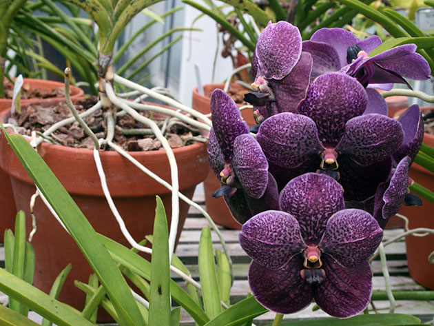 Орхидея Катасетум: уход в домашних условиях